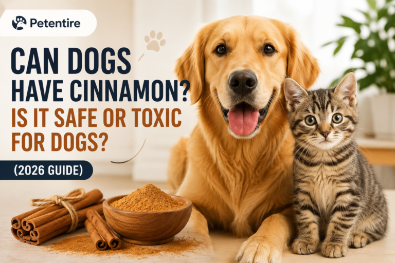 can-dogs-have-cinnamon