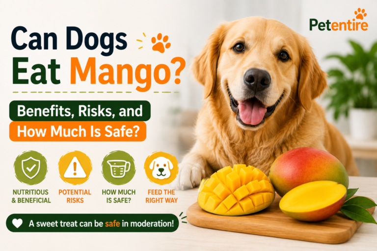 Can Dogs Eat Mango Benefits, Risks, and How Much Is Safe
