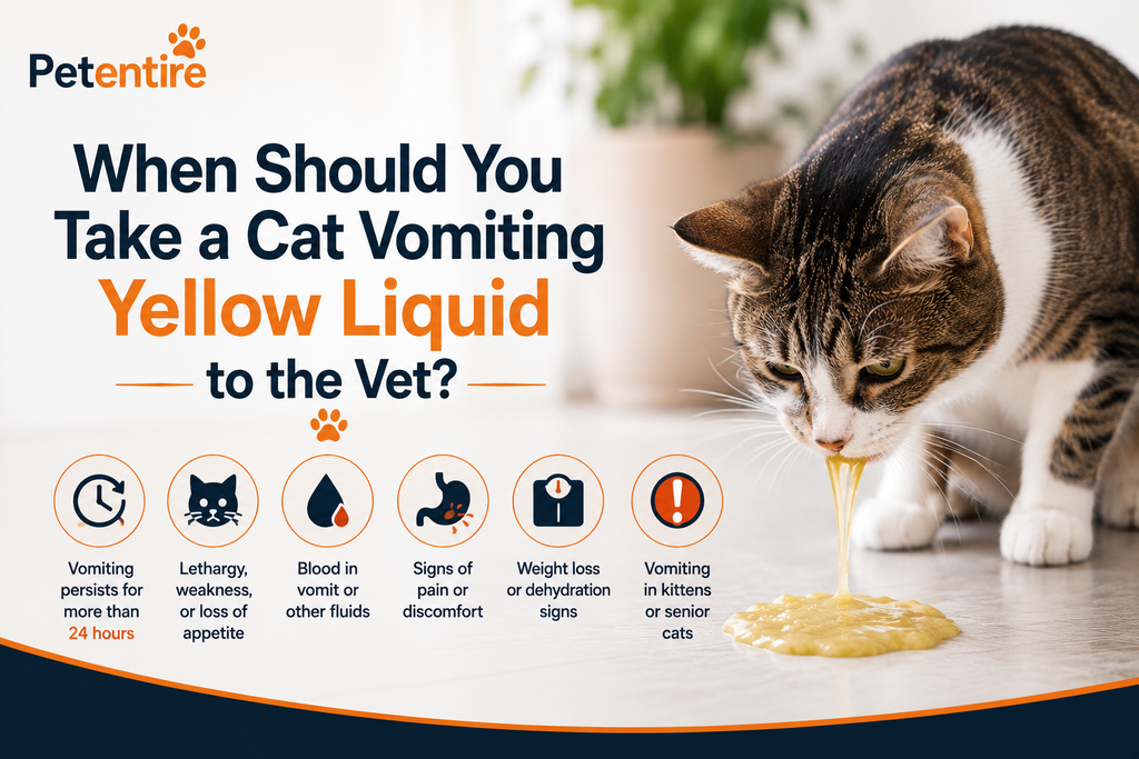 When Should You Take a Cat Vomiting Yellow Liquid to the Vet