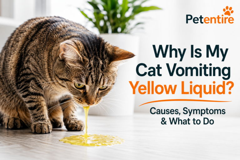 Why Is My Cat Vomiting Yellow