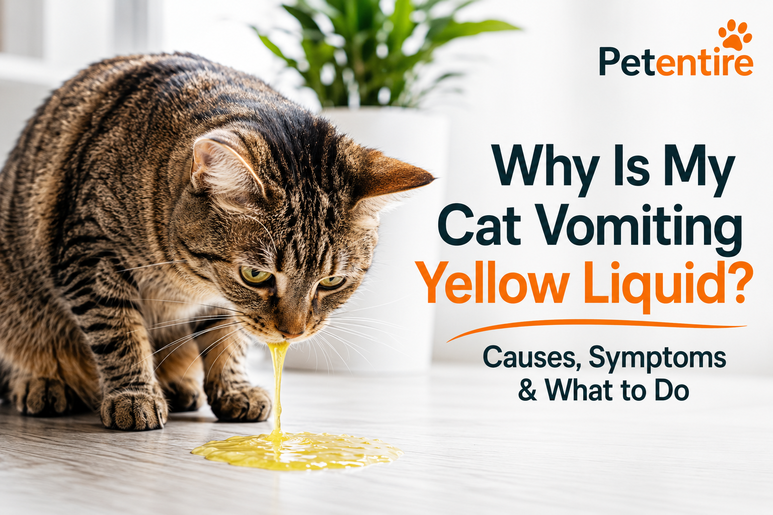Why Is My Cat Vomiting Yellow