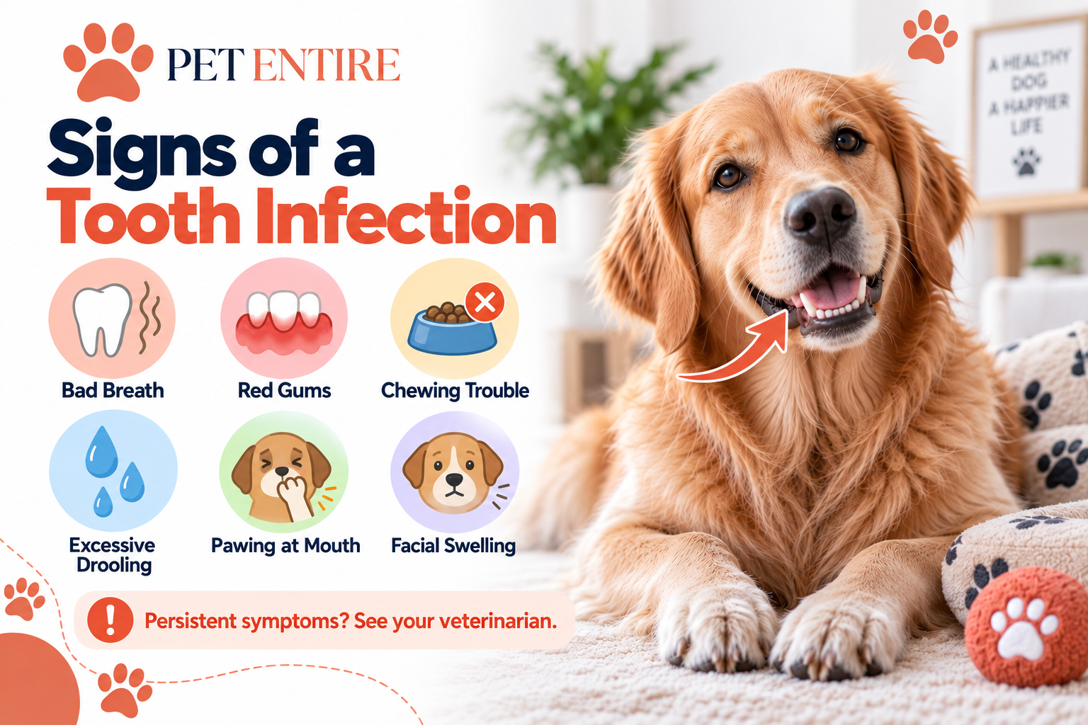 PetEntire infographic showing six signs of tooth infection in dogs, including bad breath, red gums, chewing trouble, drooling, mouth pawing, and facial swelling